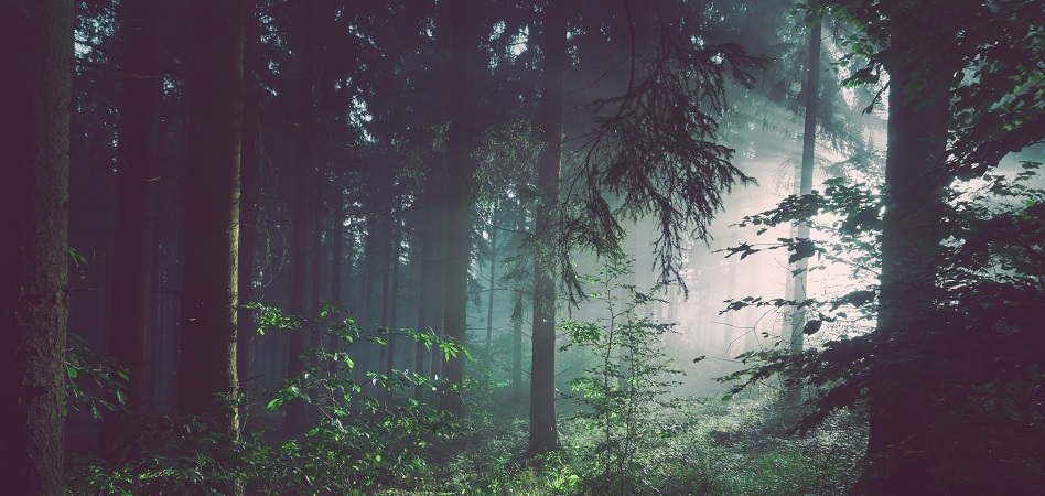 Los bosques, un nuevo aliado del bienestar físico